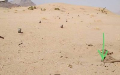 نفوق إعداد من الماشية جراء إنفجار لغم حوثي بحريب