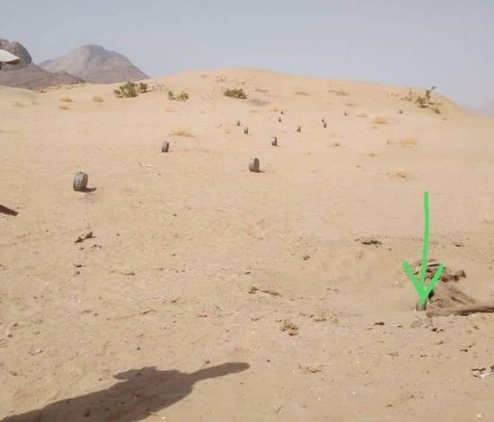 نفوق إعداد من الماشية جراء إنفجار لغم حوثي بحريب