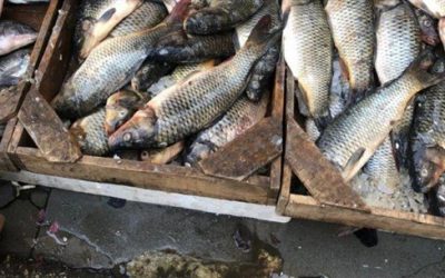 بحث يخرج بنتيجة مفاجئة: الأسماك مرتبطة بهذا النوع من السرطان
