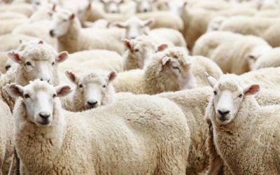 البحرين تمنع شحنة أغنام من دخول البلاد