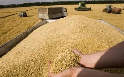 أوكرانيا: تصدير محصول الحبوب قد يستغرق عامين إذا لم تعمل الموانئ