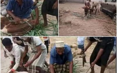 اللجنة المجتمعية  باتيس توزع لحوم الأضاحي  على الأسر المحتاجة  بدعم مصنع أسمنت الوحدة
