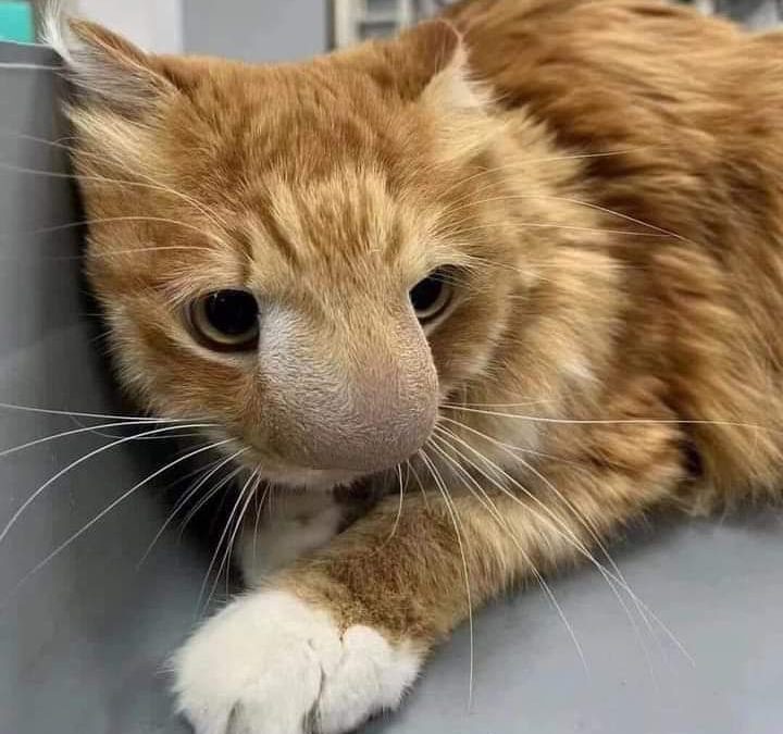 قط يتعرض لقرصة نحل يثير سخرية مواقع التواصل الاجتماعي
