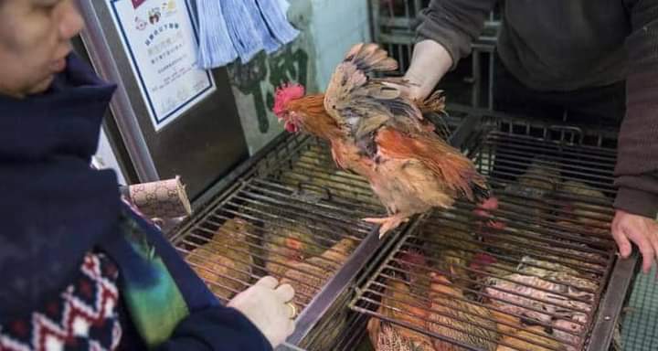 بريطانيا تفرض إبقاء جميع الدواجن بالداخل بسبب أنفلونزا الطيور