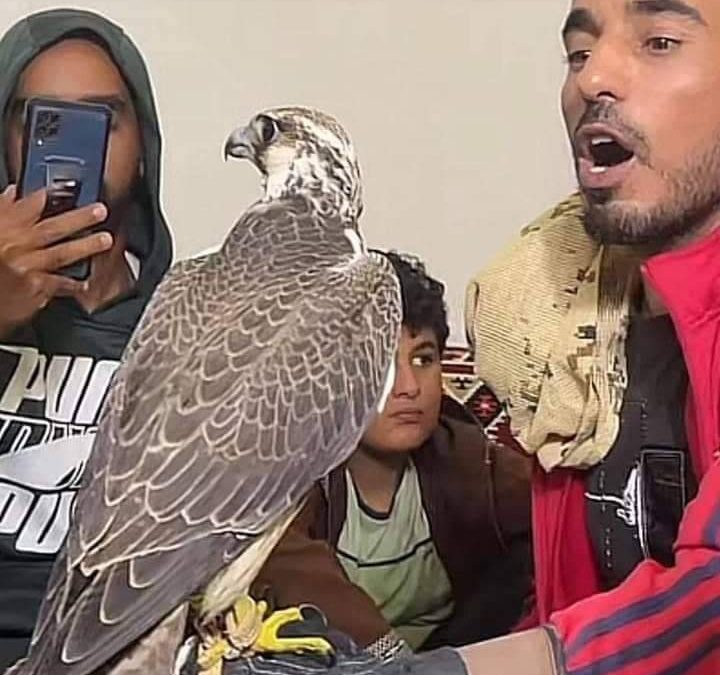 بيع صقر في مزاد مقابل 4 ملايين و700 ألف دينار ليبي