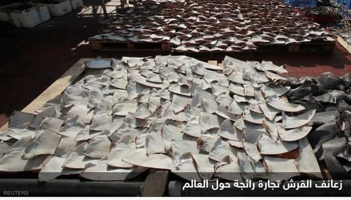 زعانف القرش” في قانون أميركي جديد