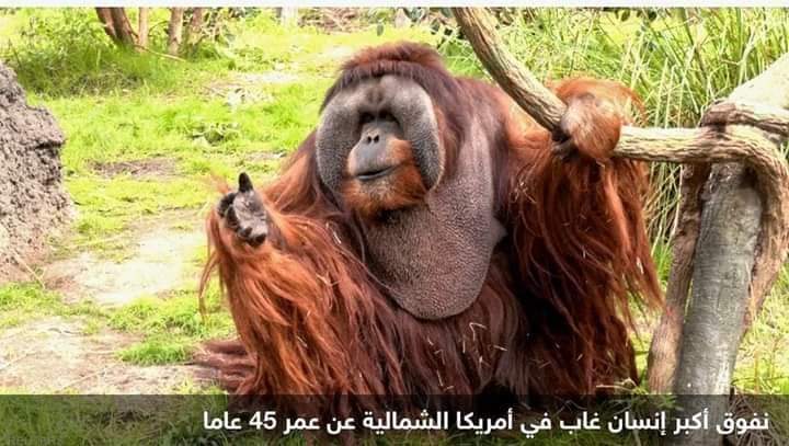 نفوق أكبر “إنسان غاب” في أميركا الشمالية.. عانى من مرض شائع