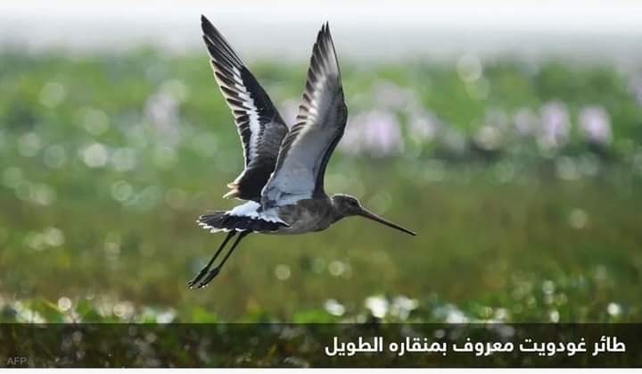 قطع الكرة الأرضية بالطول والعرض.. أطول رحلة لطائر بلا توقف