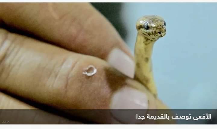 علماء يكتشفون أفعى “قديمة جدا” في أمازون الإكوادور