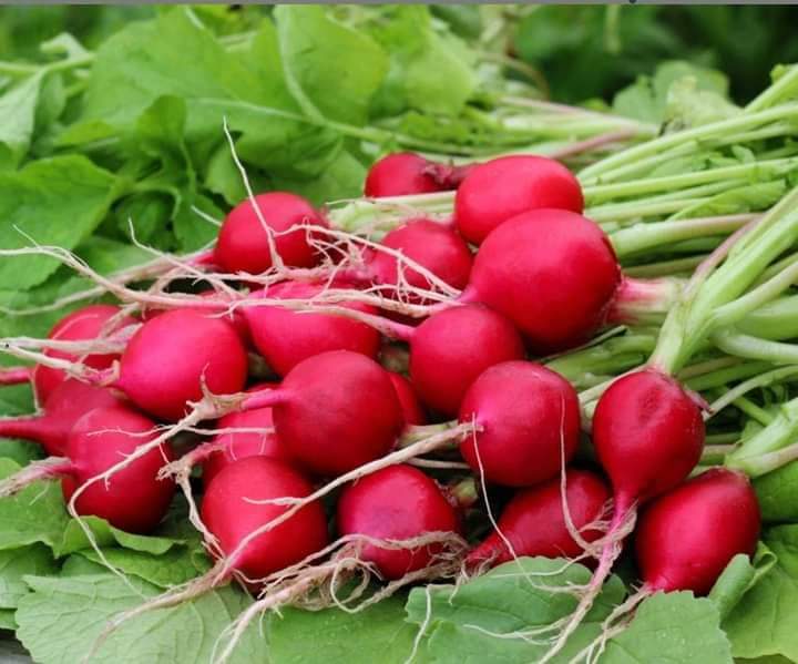 معلومات عن الفجل
