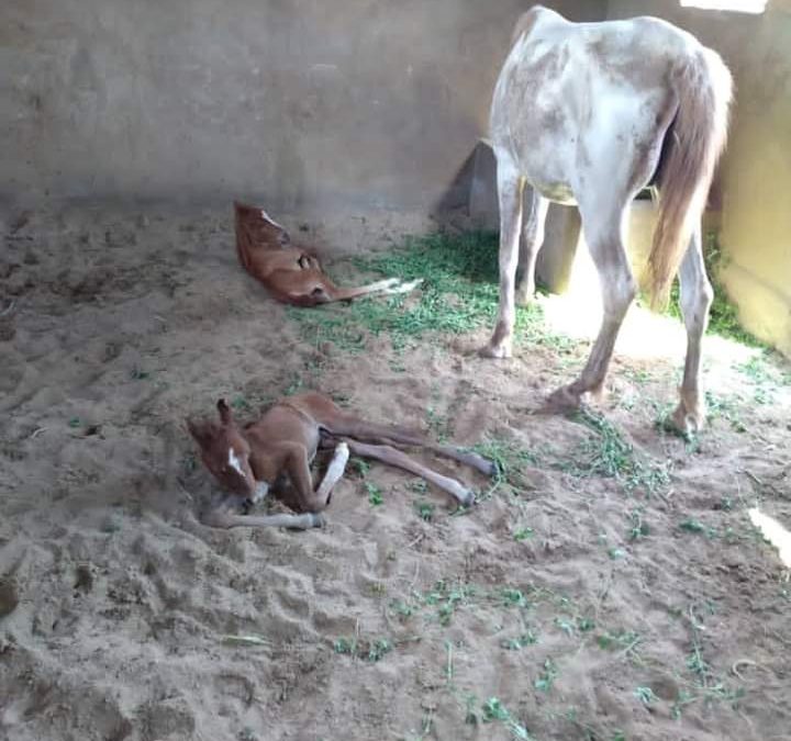 دلتابرس يرصد أول  حالة ولادة تؤام لأنثى خيل عربية أصيلة في أبين