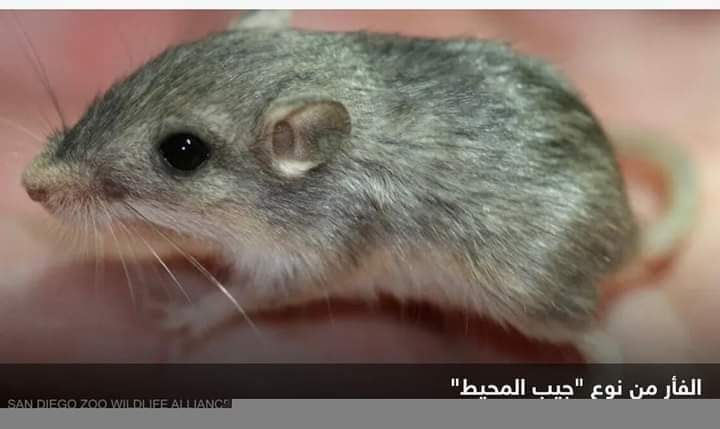 أكبر فأر سنا في العالم يستعد لدخول “غينيس”.. كم يبلغ عمره؟