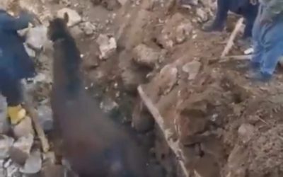 بعد 21 يوما.. إنقاذ حصان في تركيا من تحت أنقاض الزلزال