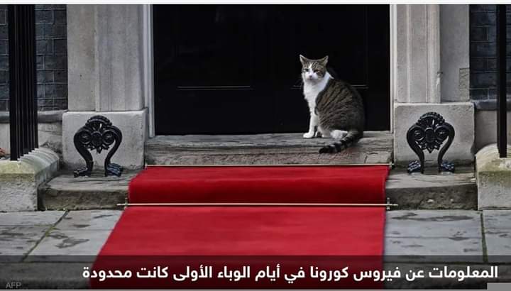 مذبحة كانت وشيكة.. لماذا خططت حكومة بريطانيا لإبادة القطط؟
