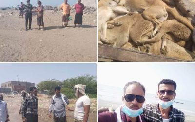 قسم صحة البيئة بمكتب الأشغال العامة خنفر ينفذ حملته الثانية للقضاء على الكلاب الضالة والمريضة بمنطقة شقرة أبين