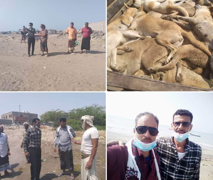 قسم صحة البيئة بمكتب الأشغال العامة خنفر ينفذ حملته الثانية للقضاء على الكلاب الضالة والمريضة بمنطقة شقرة أبين