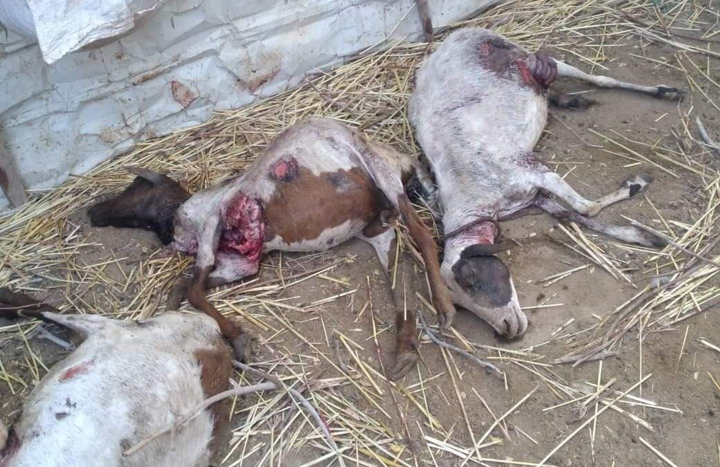 لحج: مزارع يخسر 18 رأس من اغنامه بسبب حيوان