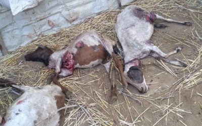 لحج: مزارع يخسر 18 رأس من اغنامه بسبب حيوان