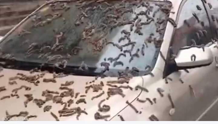 السماء تمطر ديدانا وتفسير علمي للظاهرة الغريبة