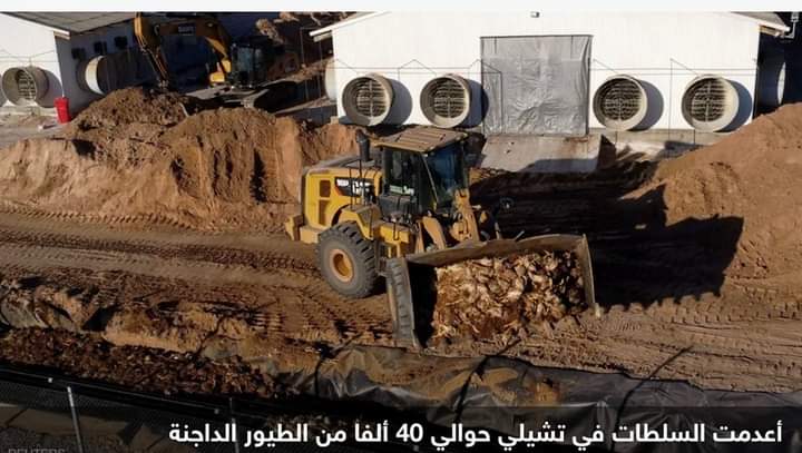 بعد رصد إنفلونزا الطيور.. دولة لاتينية تعدم آلاف الدواجن