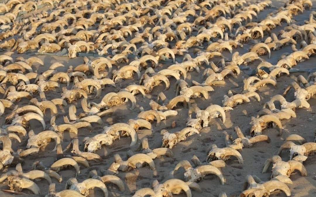 مصر.. الكشف عن 2000 من رؤوس الكباش المحنطة بمنطقة إبيدوس في سوهاج