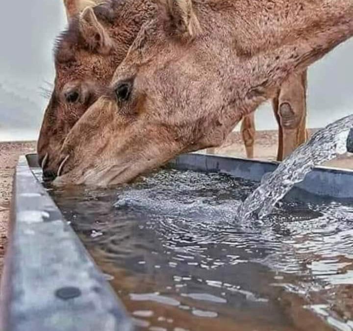 معلومة عن الإبل