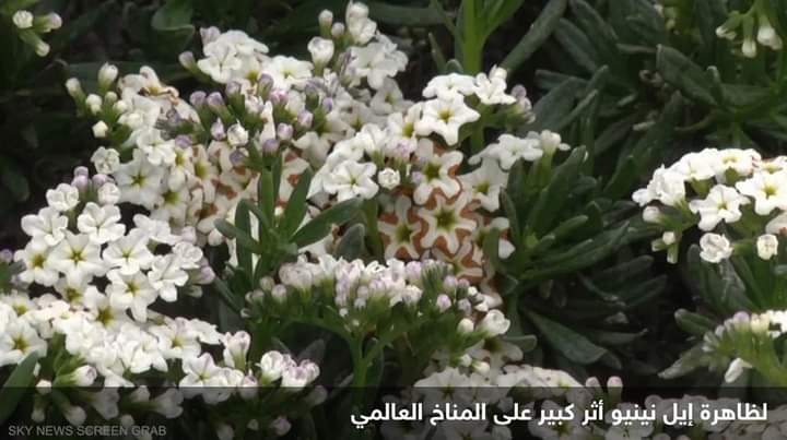 الأمم المتحدة تحذر العالم من حرارة قياسية بسبب “إل نينيو”