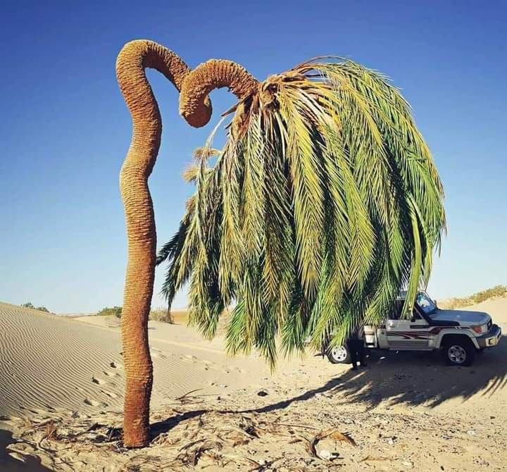 أغرب نخلة في العالم تقع في ليبيا