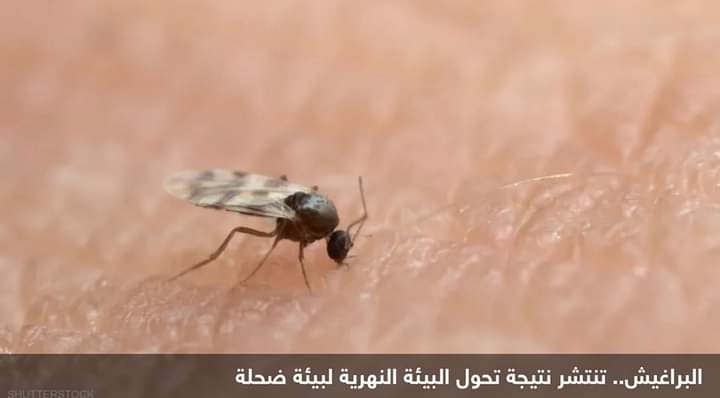 فيروس يضرب مواشي أوروبا فهل ينتقل للإنسان