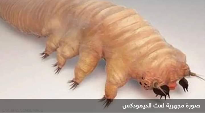 شكلها مرعب.. مخلوقات بثمانية أرجل تزحف على وجهك