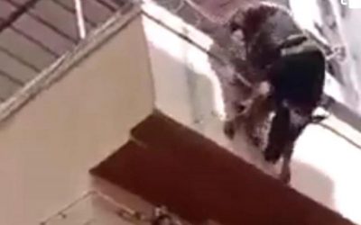 ثور يقفز من الطابق الرابع هروبامن التضحية به- صور –
