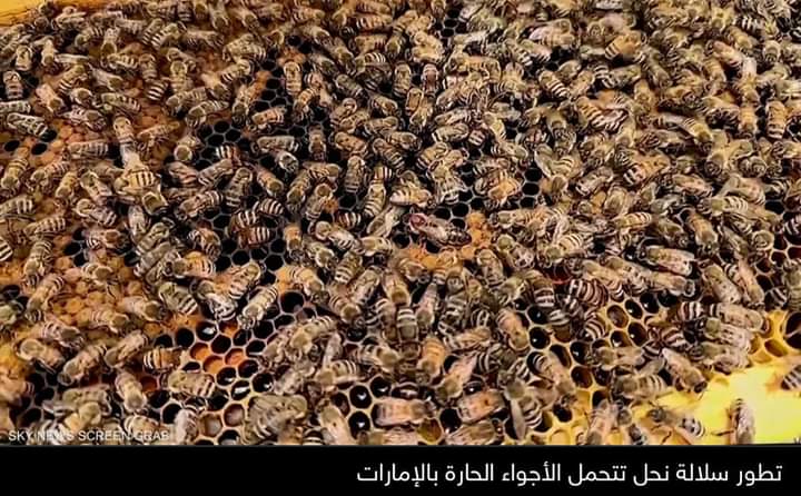 الإمارات تطور سلالة نحل تتحمل الأجواء الحارة