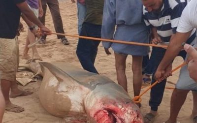 بقايا جثمان بلا وجه.. ماذا فعل “قرش الغردقة” بالشاب الروسي