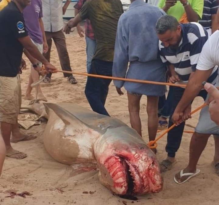 بقايا جثمان بلا وجه.. ماذا فعل “قرش الغردقة” بالشاب الروسي