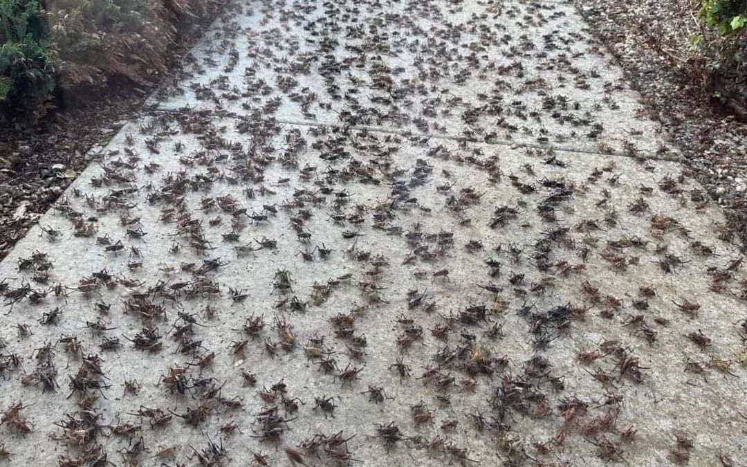 رعب في أمريكا.. الصراصير تغزو ولاية نيفادا بطريقة مخيفة