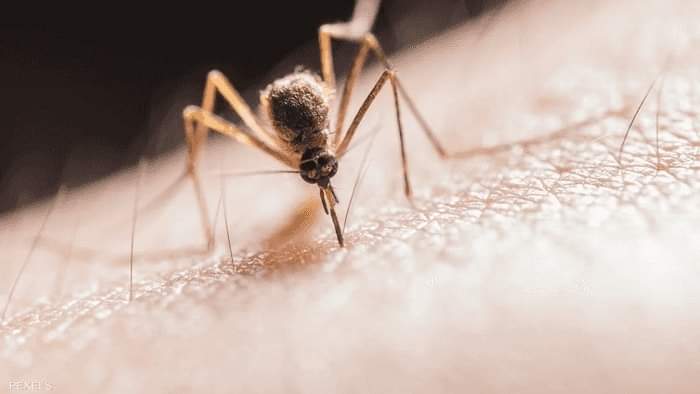 تجنب ارتداء هذه الألوان.. البعوض لك بالمرصاد