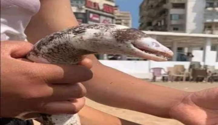 بعد حادث القرش.. كائن بحري غريب يظهر على شواطئ الإسكندرية يثير رعب السكان