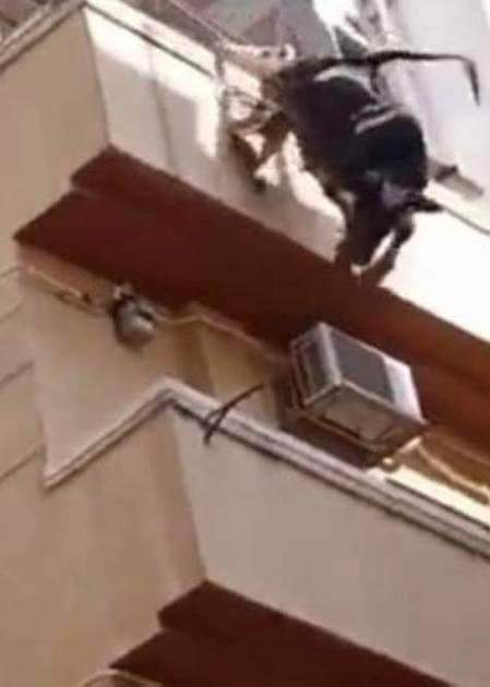 “هرباً من الذبح”.. ثور يقفز من الطابق الرابع في مصر