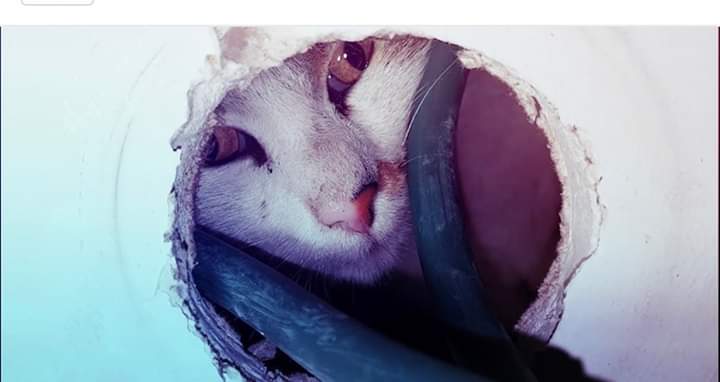 كويتي أخرج قطاً حياً بعد أسبوع من دفنه تحت الخرسانة