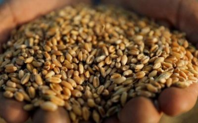 سجال روسي غربي حول مسؤولية «انهيار اتفاقية الحبوب»
