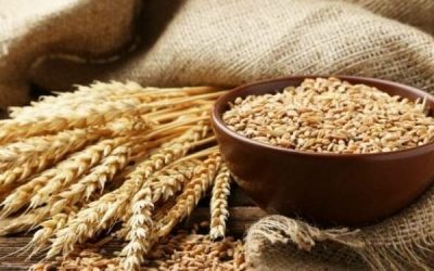 هل تبدّد القمة الإفريقية الروسية مخاوف أزمة الغذاء؟