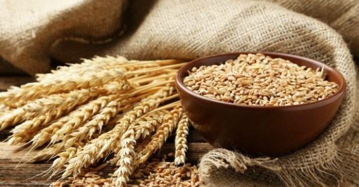 هل تبدّد القمة الإفريقية الروسية مخاوف أزمة الغذاء؟
