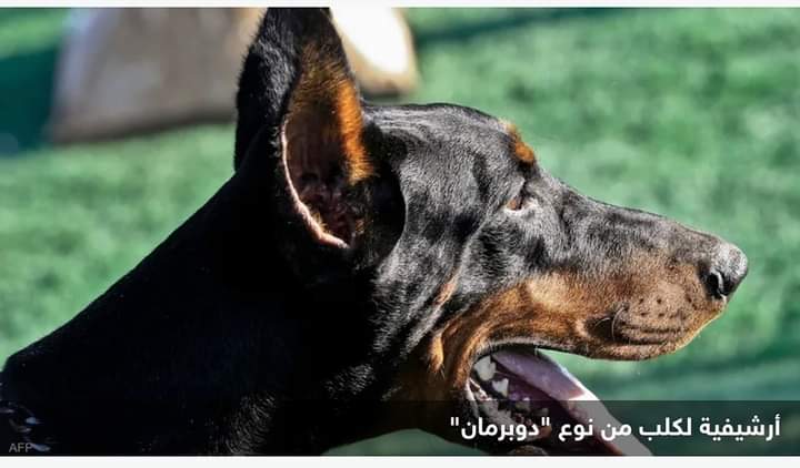 لبناني يتعرض لإصابات بليغة بعد هجوم من كلبه “الدوبرمان”