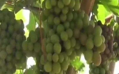نجاح زراعة العنب في محافظة أبين