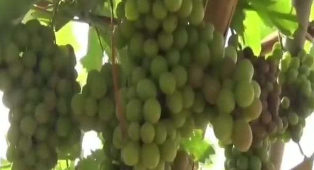 نجاح زراعة العنب في محافظة أبين