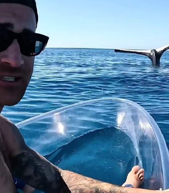 مشهد غريب وسط المحيط.. حوت يقف على رأسه بلا حركة لمدة طويلة