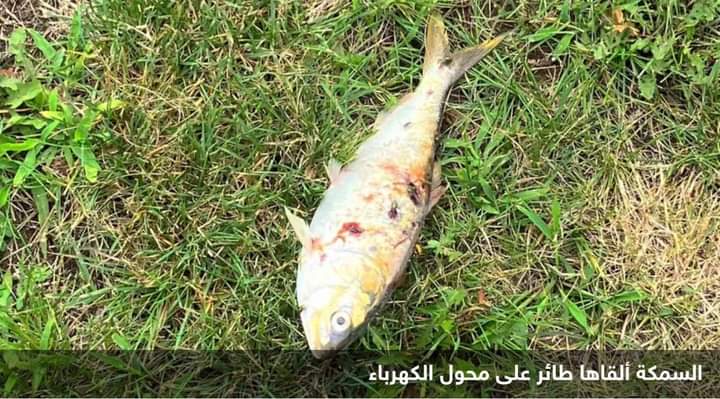 انقطاع الكهرباء في ولاية نيوجيرزي الأميركية بسبب سمكة
