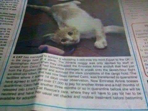 قصة القطة «كايرو»