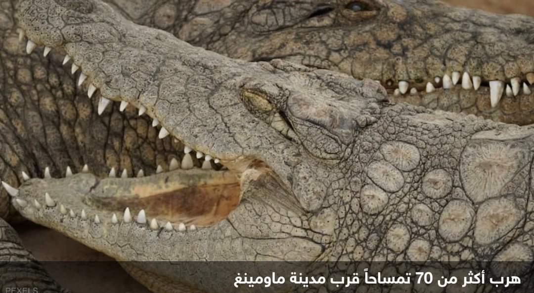 السلطات الصينية تقبض على عشرات التماسيح الهاربة
