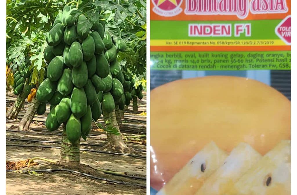 نصيحة زراعية مجانية..